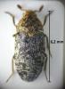 Dermestes undulatus
